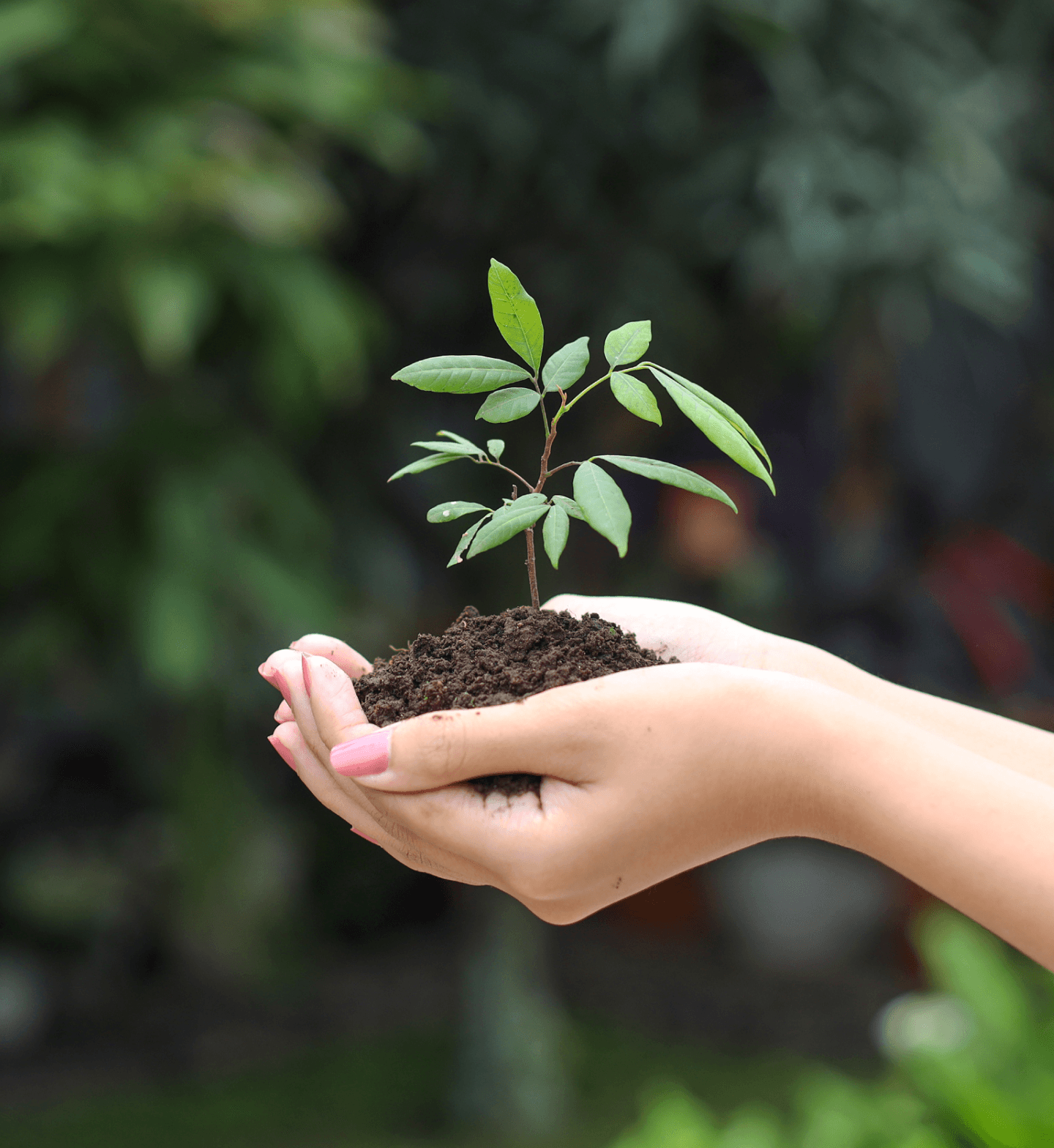 ידיים אוחזות בעציץ Hands Holding a Pot